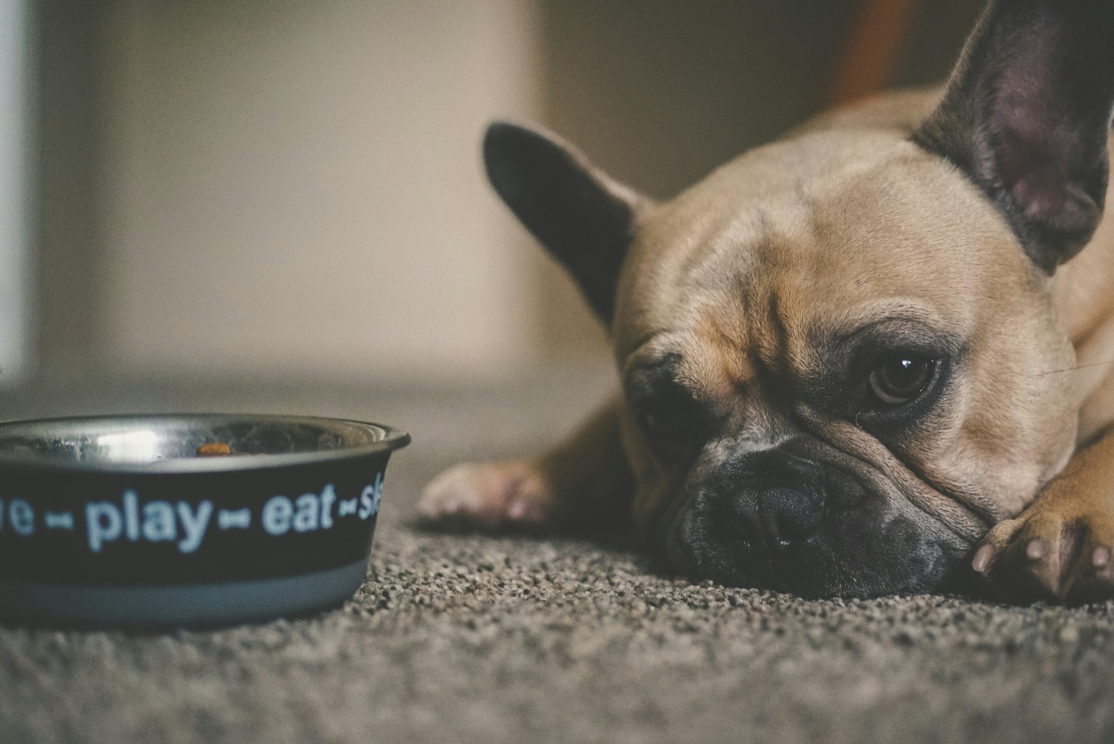 A fawn French bulldog lies on a grey carpet with its chin on its paws, gazing past a black food bowl printed with the words &ldquo;love, play, eat, sleep&rdquo;.